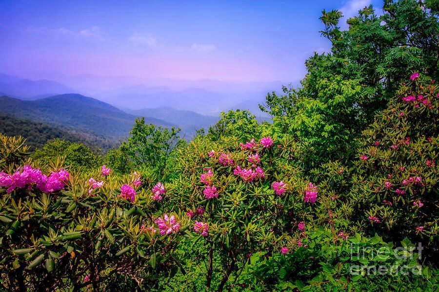shelia_hunt's tweet photo. "Roan Mountain Tennessee Rhododendrons" - So happy this won 1st Place in Fine Art America's "Hiking for Joy" contest this wk! https://t.co/5cYN3ZqYOo
#RoanMountain #SheliaHuntPhotography #BuyIntoArt #RhododendronFestival #Rhododendren #Rhododendron #Tennessee #OnlyInTennessee https://t.co/L53ilETLcY