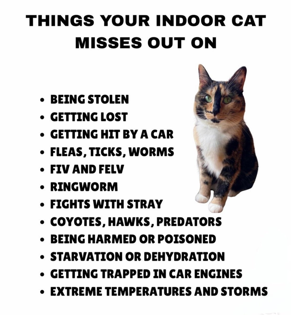 We don't deserve cats 😺 (@catsareblessing) on Twitter photo 