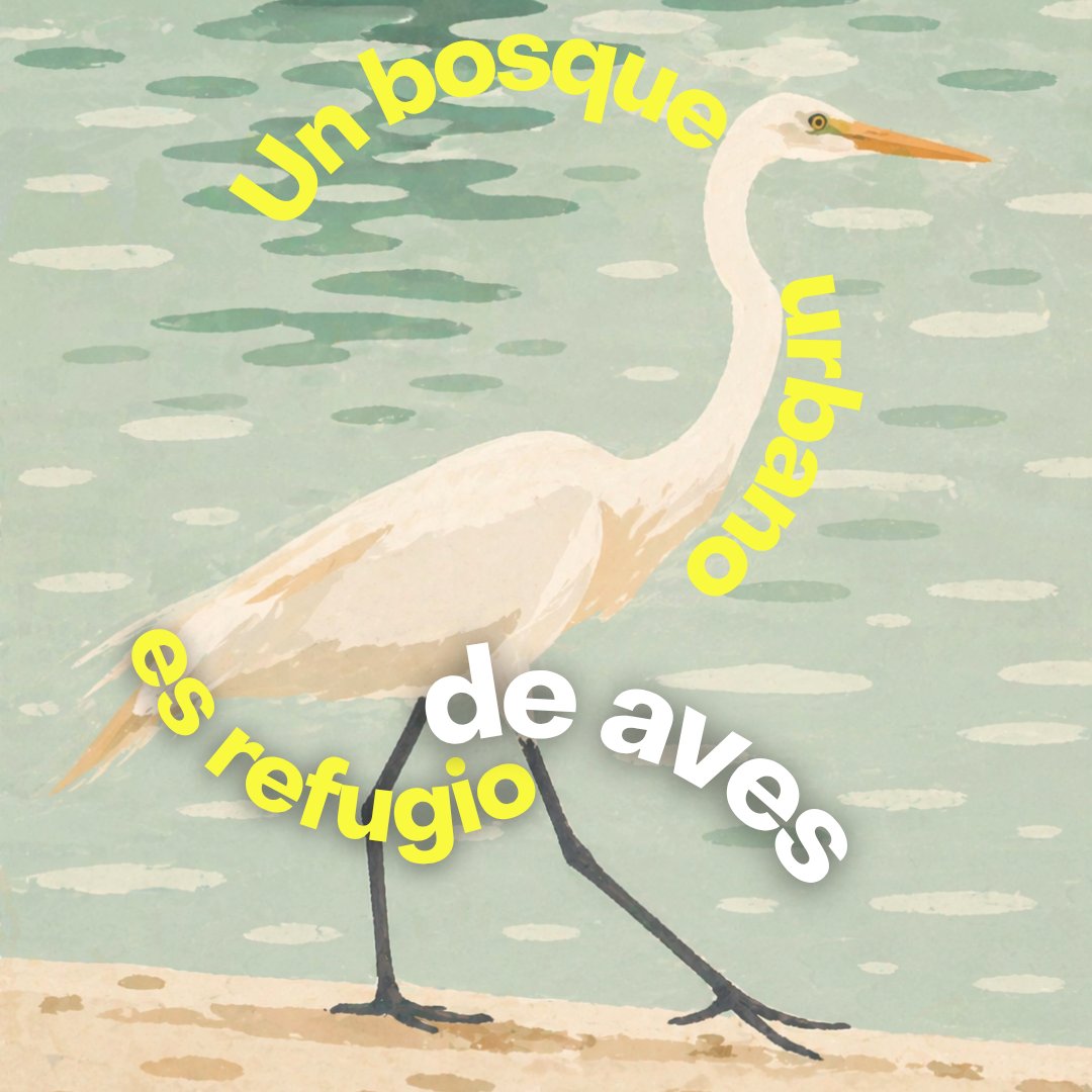 Pro Bosque Chapultepec tweet media