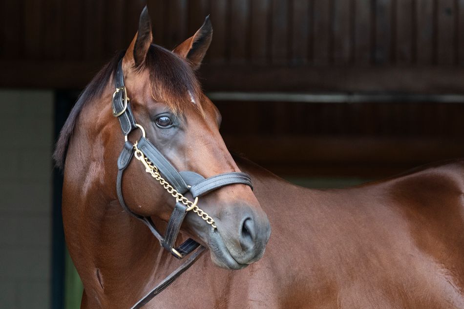 rpbloodstock's tweet photo. “We haven’t seen a racehorse like him in such a long time so he could just be something special as a stallion"

Flightline fever spreads to Arqana Breeze-Up Sale

Read more 👉 https://t.co/AjKF9Vrmqz https://t.co/lWlIkrRLxh