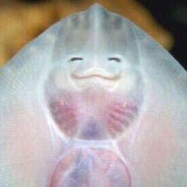 น้องเจโน่น่ารักที่สุดในโลกชุบแป้งทอด tweet media