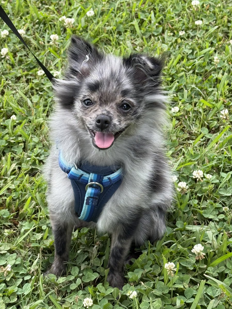 bryanna🐶🐾🩷🐶🐾🩷🪽 tweet media