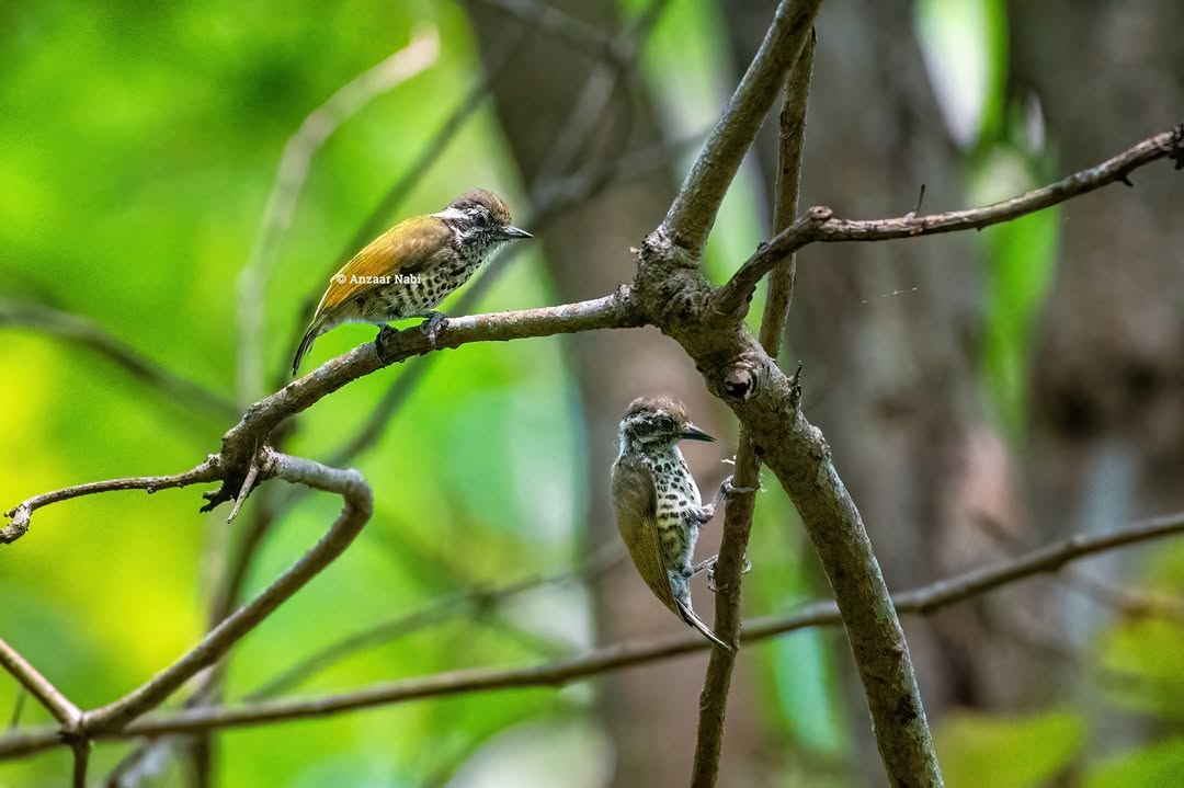 anzaarnabi's tweet photo. Avifauna in Kanger Valley National Park

Speckled Piculet Woodpecker is one of the smallest and unique woodpeckers found in India. Their diet includes ants, termites, and their larvae, and feed on spiders and their eggs too.

#kangervalley #wildlifephotography https://t.co/TC4jILmo1i