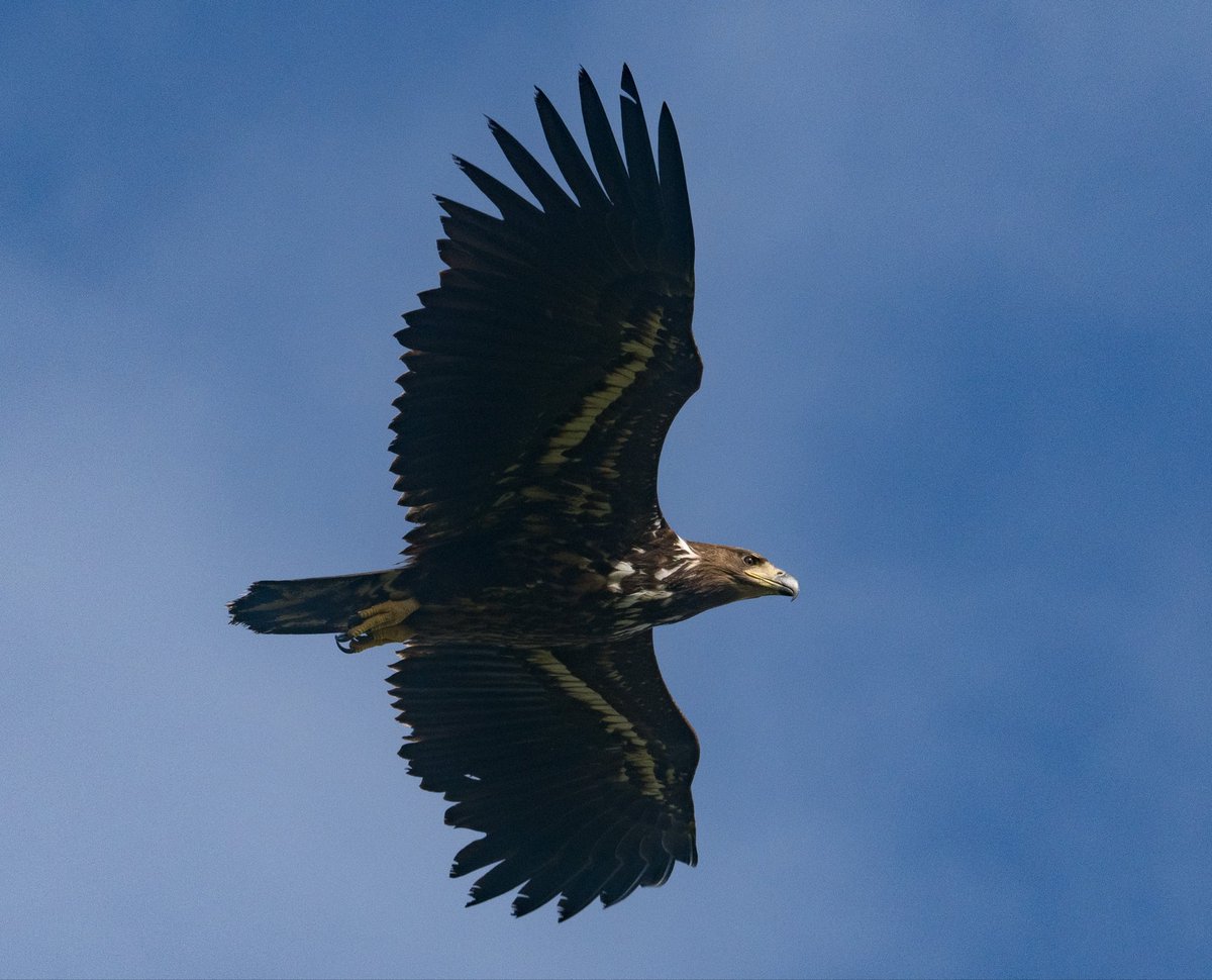 George_NRBO's tweet photo. Its been a quiet day but White-tailed Eagle certainly brightened things up as it cruised low over Hooking https://t.co/CxzC4iezuu