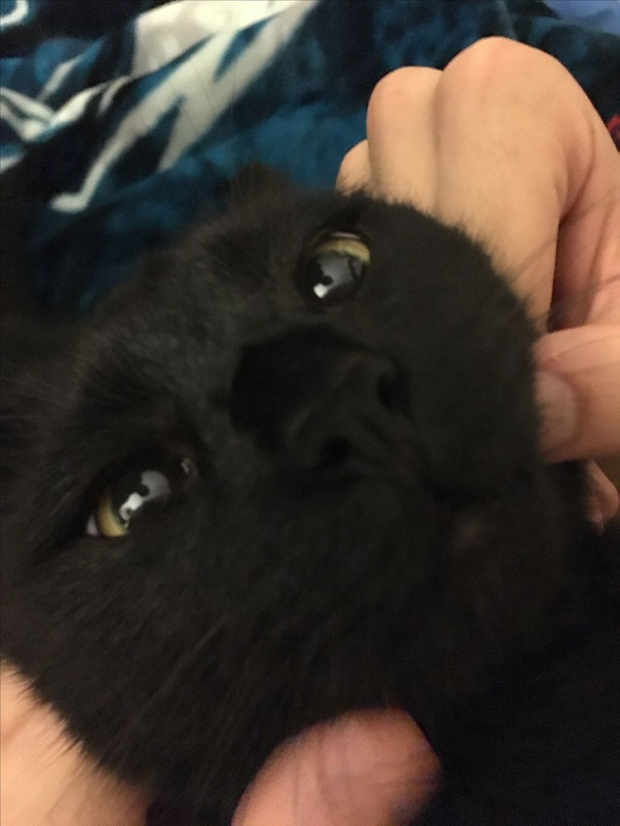Black cats are not bad luck (@visualscat) on Twitter photo 