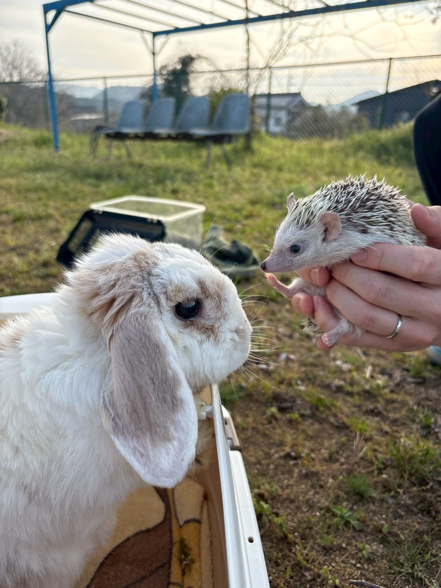 兄との再会に喜びが溢れるハリネズミ