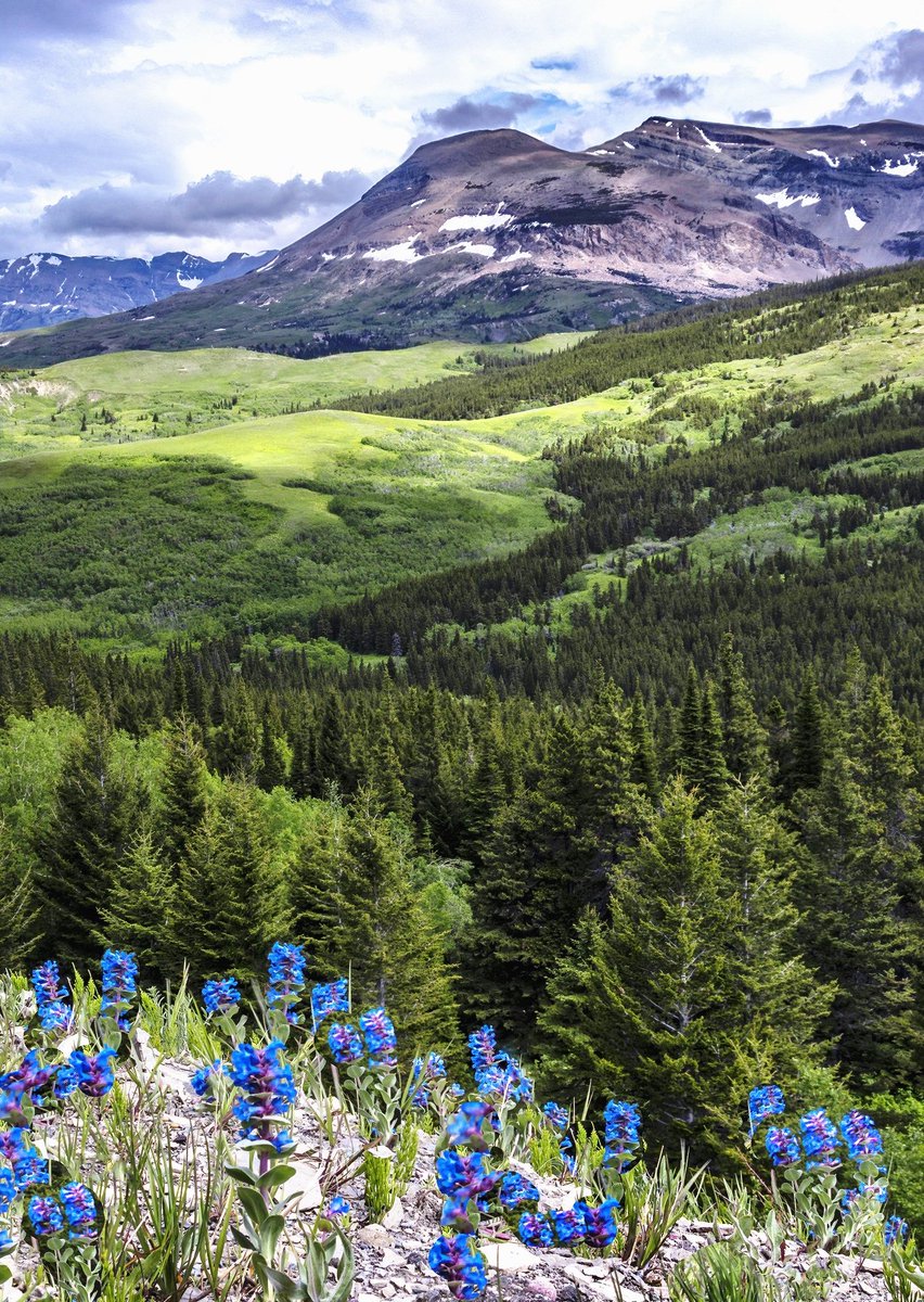 LoveSongs4Peace's tweet photo. Late spring wildflowers are blooming on rolling hills at the foot of Rocky Mountains in southern Alaskan and Canada's northern Yukon territory border  🇺🇸 🇨🇦 https://t.co/NnwwQWyiwc