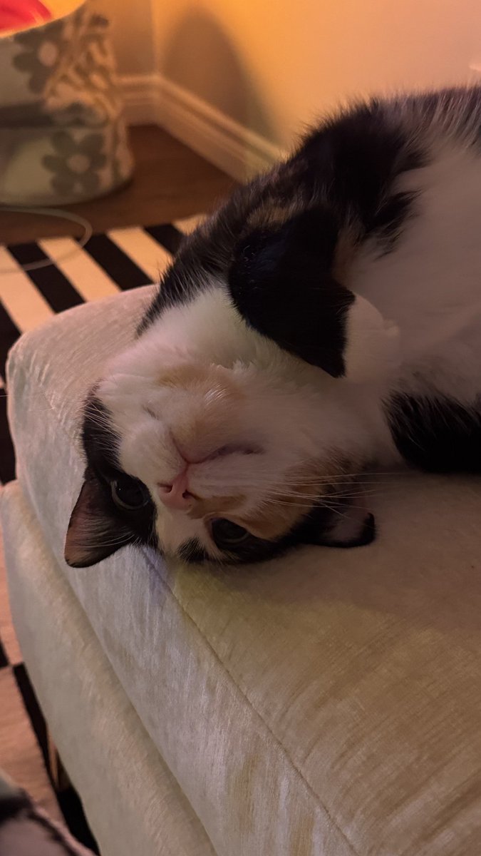 Rakhshanda_27's tweet photo. #catkitty21 #animalfarmpartner #cat #Catmeme #caturday https://t.co/tLeVcJaakj