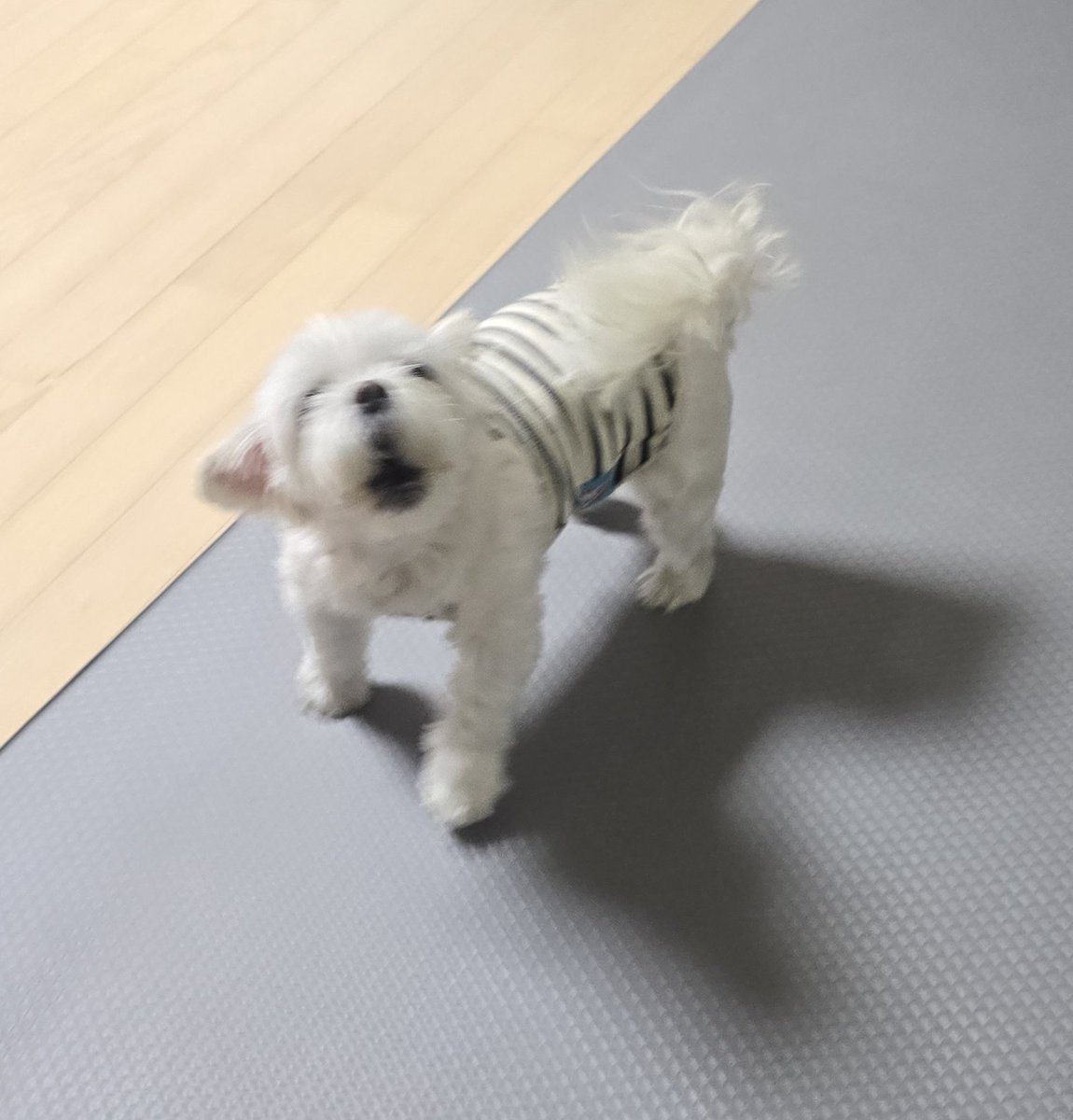 아니
기껏 배 쓰다듬어줬더니 갑자기 뿌우웅...해놓고 나한테 화내기시작
억울해
