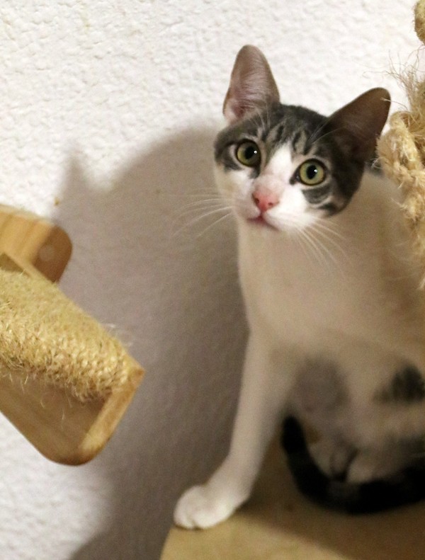 AdopFelinasVLC's tweet photo. #KESSI asomando entre el rascador, porque ha oído abrir el paquete de golosinas....🤭😋
https://t.co/7gtKuiwXzP https://t.co/XvseOw9WQW