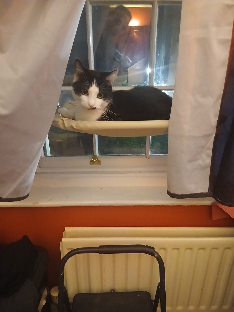 DDLomax's tweet photo. After ignoring his new kitty hammock for 2 weeks, my fluff has finally claimed his new throne 

#tuxedokitty #photooftheday #cat https://t.co/Q5nugqu0az