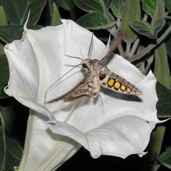 giveashitnature's tweet photo. Those gross-looking tomato hornworms are doing something important.

If you let one survive, that fat green caterpillar becomes a five-spotted hawkmoth, one of the most important night pollinators in North America. 

They hover like hummingbirds and pollinate plants bees can't reach after dark.

If you find one covered in white rice-like growths, leave it alone. Those are parasitic wasp cocoons, and the wasps that emerge will hunt down every other hornworm in your garden for free.

The "pest" eating your tomato leaves is either tomorrow's pollinator or today's pest control.