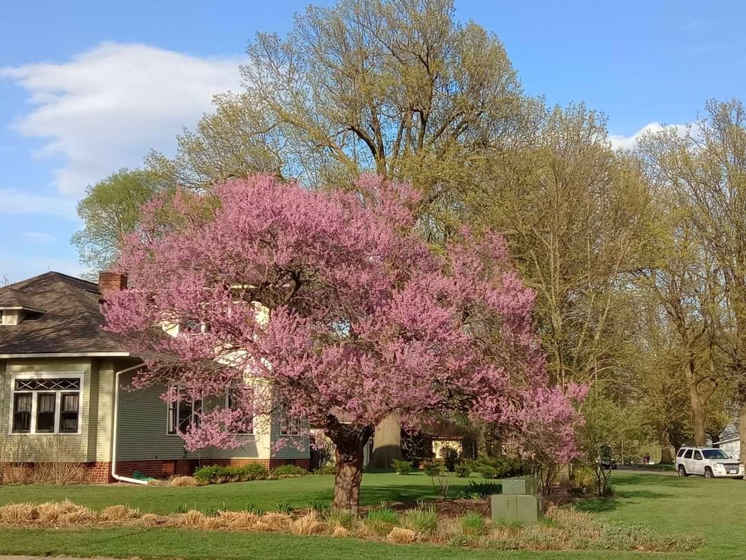 PradnyaNayan's tweet photo. Trees stand quietly, yet they teach us how to stay strong and grounded.Standing tall through every season that is the quiet strength of a tree. In the presence of trees, even silence feels beautiful.A tree does not speak, yet it gives comfort to every soul.
#treelover #Nature https://t.co/h9rAMiBqYC