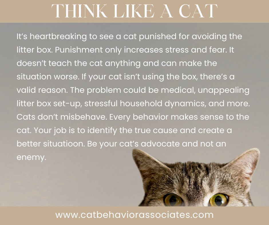 Is your cat avoiding the litter box? Never resort to punishment. I know the situation is frustrating but there is always a valid reason for the behavior. Your job is to identify the underlying cause.
