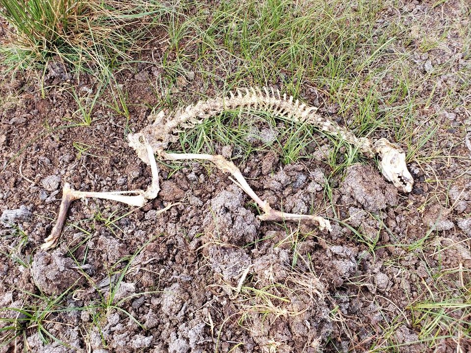 banbloodsports's tweet photo. Greyhound remains in a bog in Newbridge, County Kildare (2022). Every year in Ireland, thousands of greyhounds are killed because they are not fast enough to win races. Join us in urging the Irish Government @MichealMartinTD  @SimonHarrisTD  to #BanGreyhoundRacing https://t.co/BqkKG5XCw8