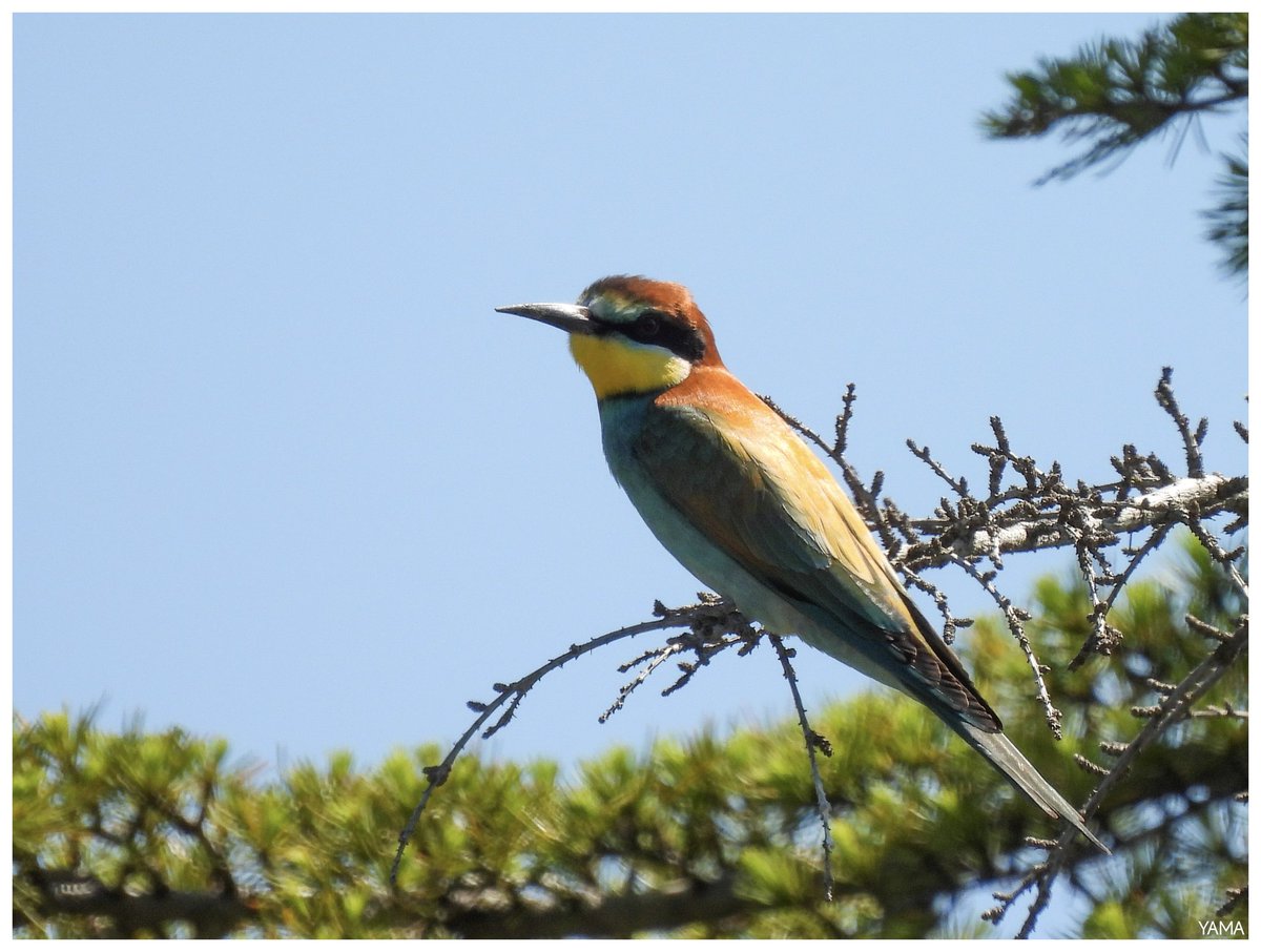 Yama_VP's tweet photo. •Merops apiaster searching for bees 🐝

[Gruccione/ Bee-eater] 

#meropsapiaster #Birds #wildlifephotography #ParcoAltaMurgia #Afni #Apulia #Italy

First shot without the blue of the sky 🚫🟦 https://t.co/q4WPDqlUsv