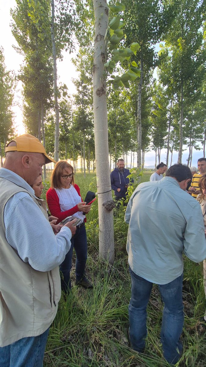 Propopulus_eu's tweet photo. 🌳 Éxito de la jornada celebrada en Granada sobre seguimiento sanitario de choperas con IA y ciencia ciudadana.

Los participantes destacaron el interés práctico de AppPopuli+, la herramienta desarrollada por la Universidad de León para identificar plagas y daños en choperas. https://t.co/FwKCJyWw4L
