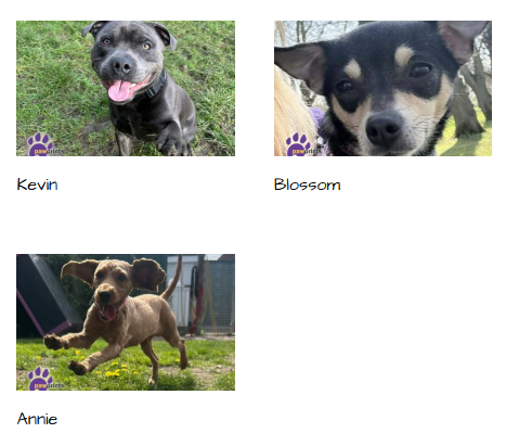 Pawprints Dog Rescue (UK) tweet media