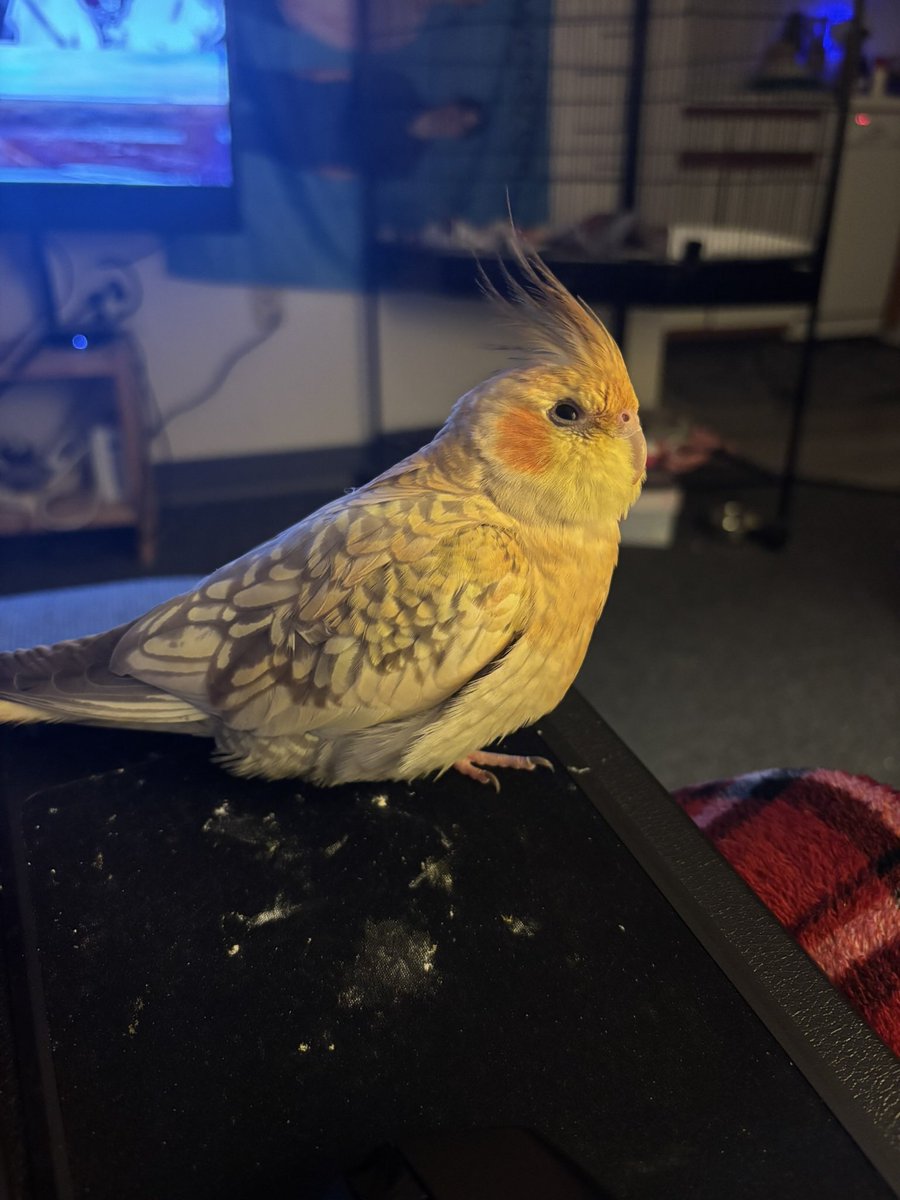 alishavomit's tweet photo. @OMGKawaiiBird Look at my bird https://t.co/li732euy8G