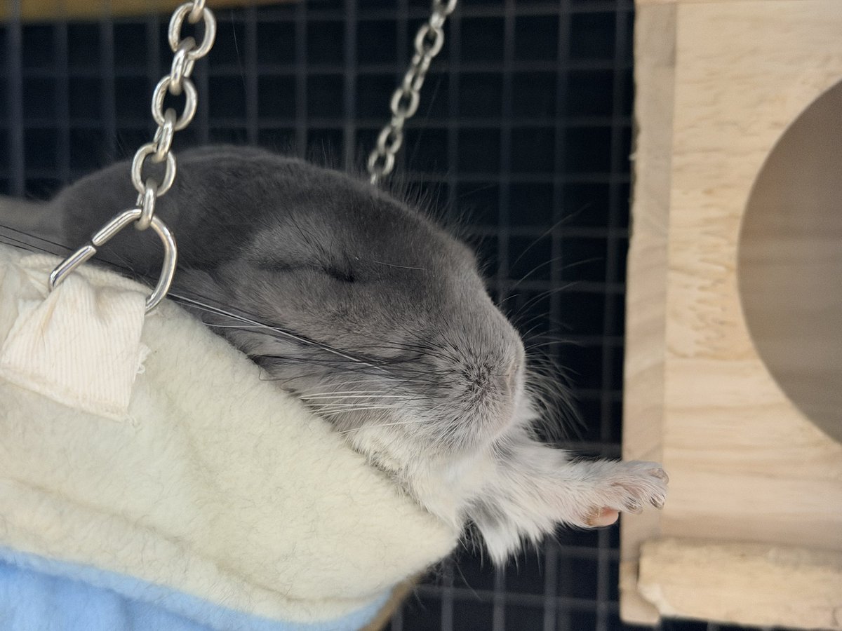 ゆうさん(モコたちの飼い主) tweet media
