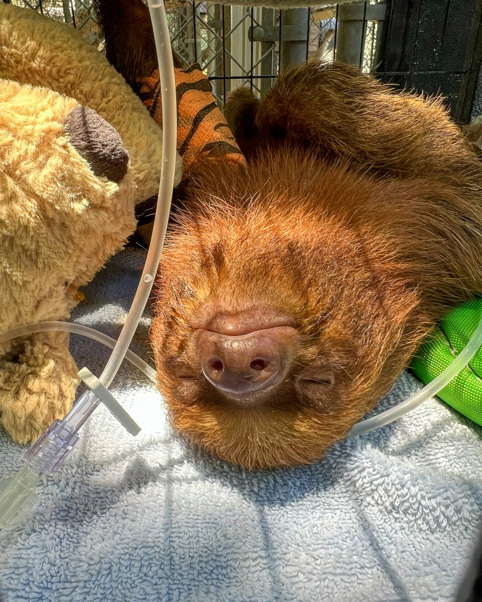 Central Florida Zoo tweet media