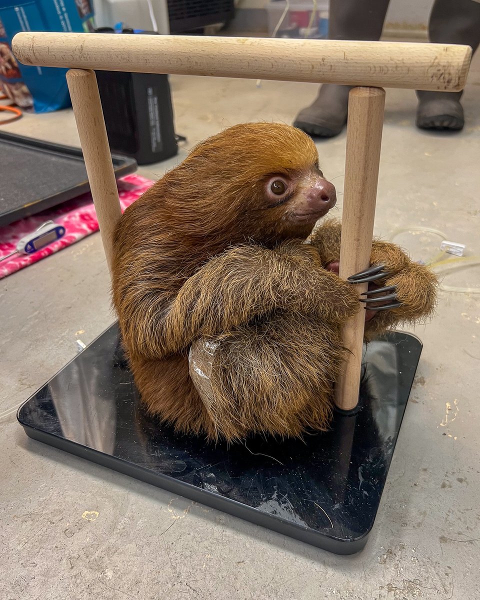 Central Florida Zoo tweet media