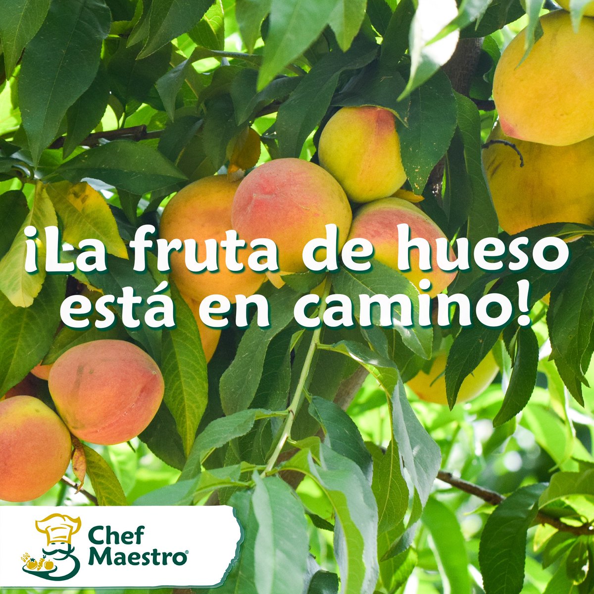 MaestroSpain's tweet photo. La fruta de hueso está a la vuelta de la esquina y no podemos tener más ganas de ver vuestros negocios de restauración llenos de los mejores #melocotones, #nectarinas, etc... (si necesitas proveedor #hortofrutícola para tu negocio, escríbenos y hablamos) https://t.co/1S2DsZbkfe