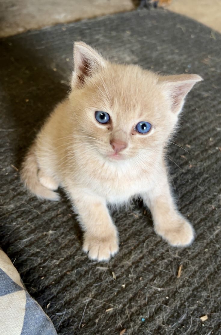 Cats tweet media