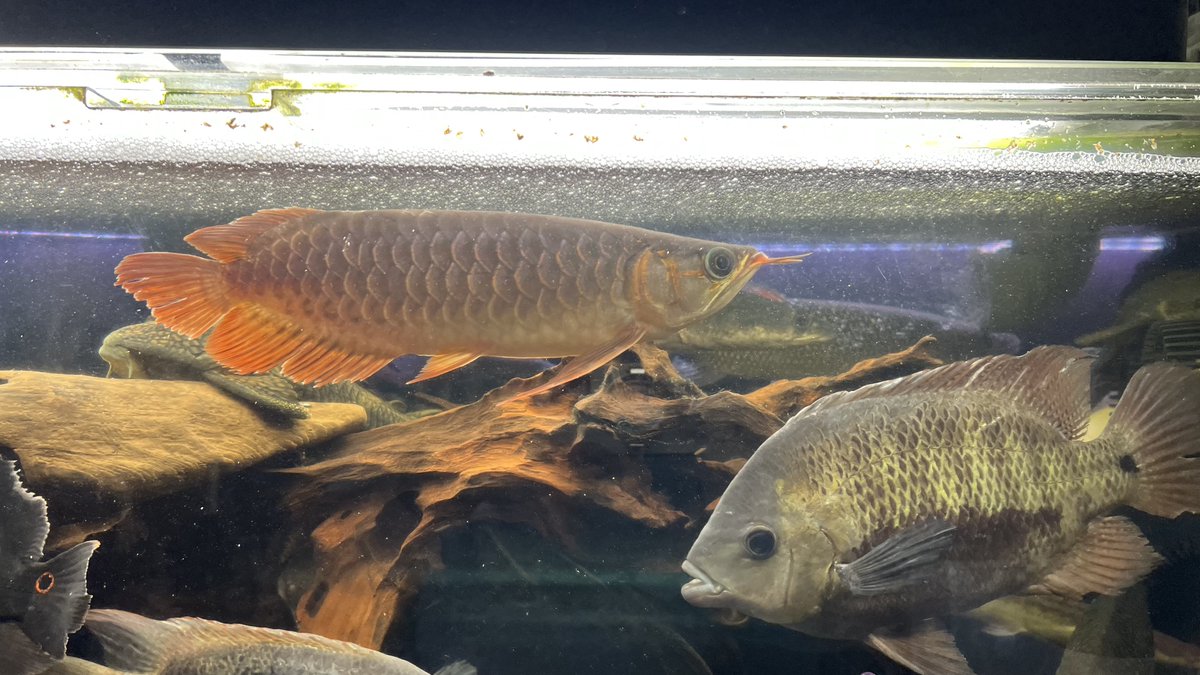 メタボハゲ魚ボルグ tweet media