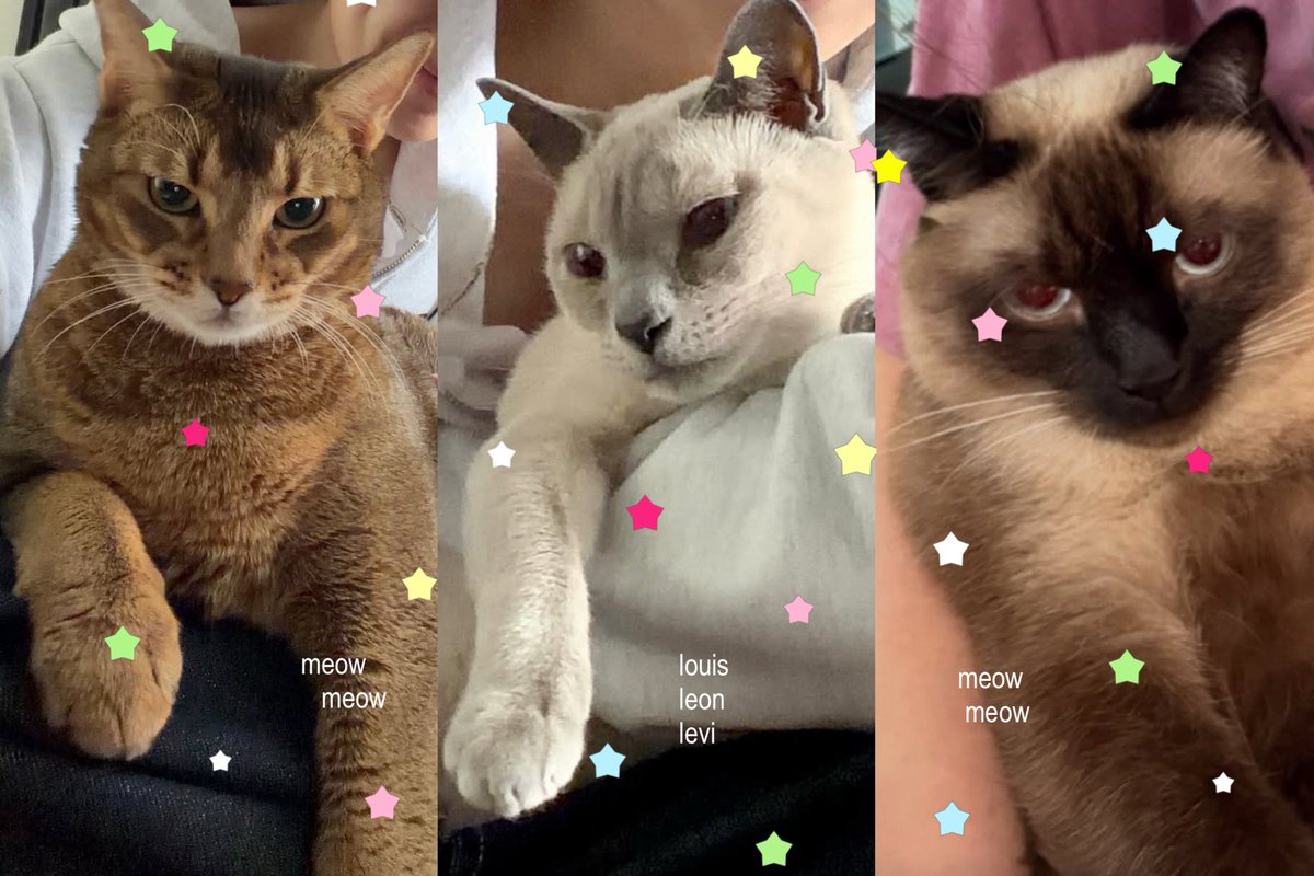 ✳︎ honeyten tweet media