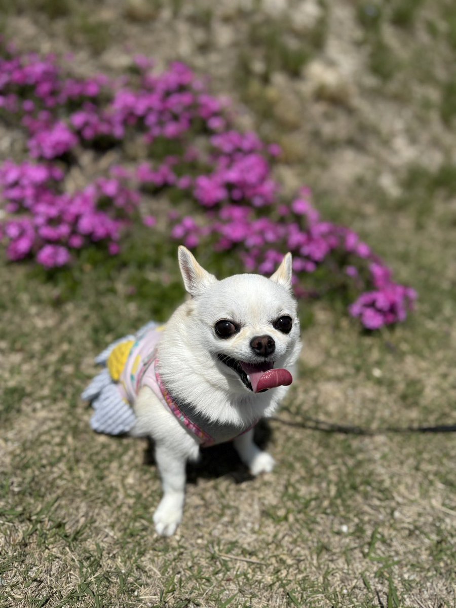 LINE26117124's tweet photo. お散歩楽しかったね〜🐶
今日もいい笑顔😄
ありがとうね🫶

#鞍ケ池
#鞍ケ池公園
#チワワ https://t.co/ObnTOgYHjr