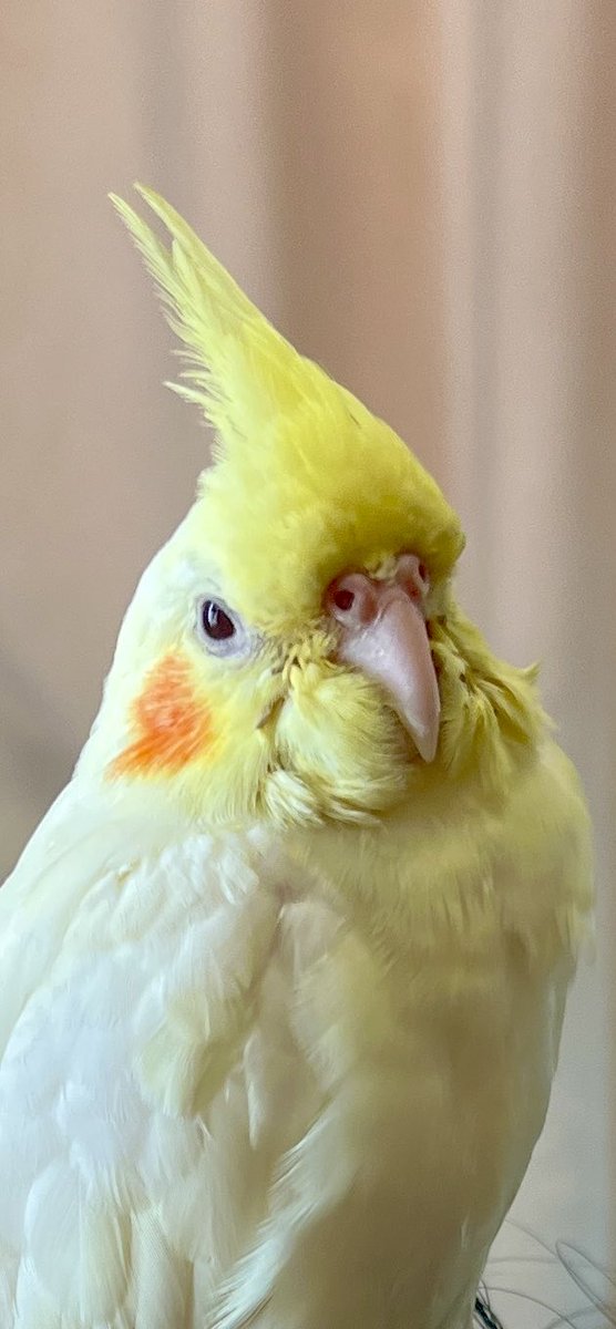 まっくろくろすけ tweet media