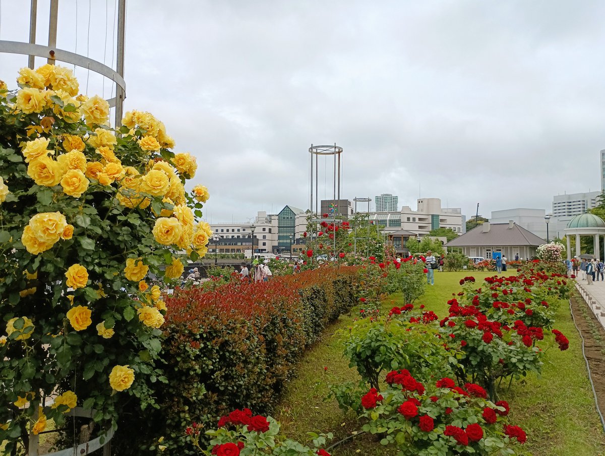 横須賀市議会議員 中川さおり(無所属無会派) tweet media