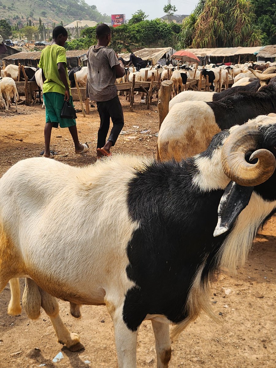 A_kamfani's tweet photo. @ahmedxm01  
Good afternoon boss its 19 days to eid i have king size rams that suit your standard i would be glad if you patronize me
I will deliver them to your doorstep for free https://t.co/0gVW7nPkEZ