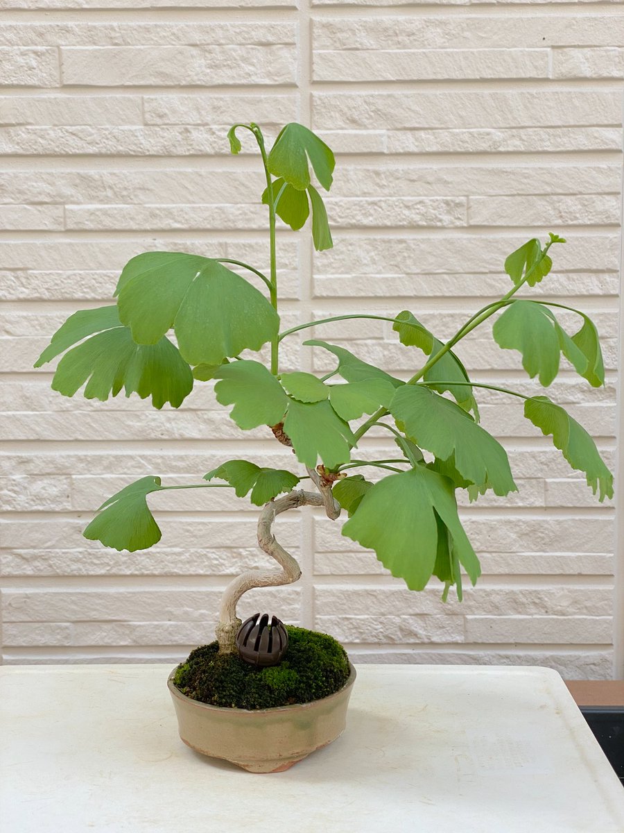 chun83_sponge's tweet photo. イチョウの剪定。
#bonsai #盆栽 #イチョウ #剪定 https://t.co/xeDVtmzAKP