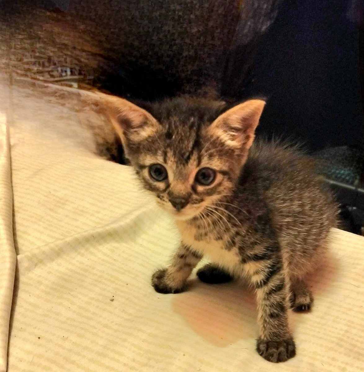 Todavia nos queda esta nena mini buscando familia 🙏❤️🫶