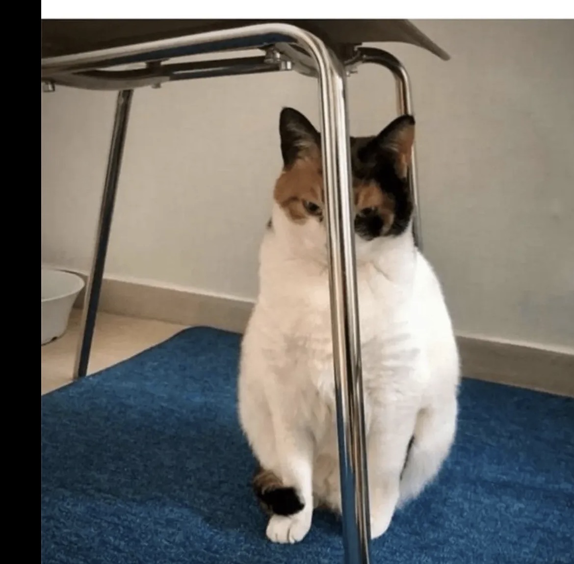 cats with powerful aura tweet media