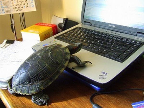Mitch_Mc_Turtle's tweet photo. @jeryzner @PlumBarrette @OtterMunchy @Kaos_Vs_Control @annielynnshea @bdabooks @stampwithjenny @tsjwaffle @cinnienem @RonJohnsonsSoul @LusciousTheGoat @DevinCow @HeatherThomasAF @RebeccaNotMsLay @filmraven @LiberalWombat 🐢🐢 🐢 

Sending out the Turtle Signal now:
#AnimalCaucus ASSEMBLE!!!!!
Kerfluffeling and shenanigating has commenced. https://t.co/Q3IXmI1BKp