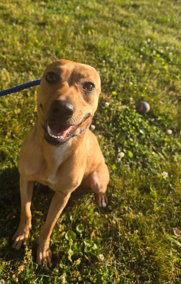 Hounds in Pounds tweet media