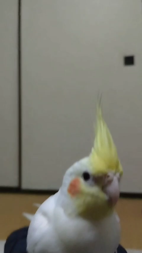 迷子鳥のオカメインコを探してます 神奈川 (@kume4055oe) / Posts / X