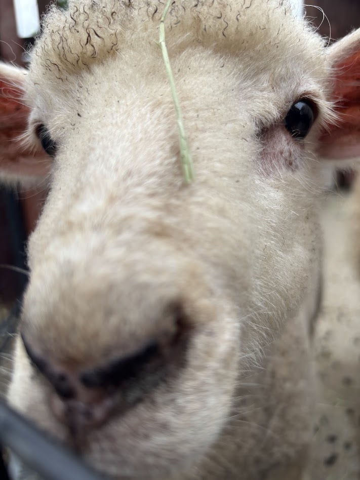 みんな大好き！ドロップの出勤のご様子🐑まとめ動画・第2弾アップしてます!!
誰よりも私がたくさん見ます（by出勤のご様子大好き飼育係）
youtu.be/x7RLghLTu4M

#東武動物公園
#ヒツジ
#ドロップ
#出勤のご様子