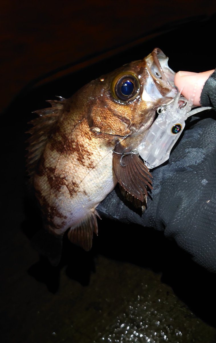 AriBoW_ss's tweet photo. 雨になんて負けてたまるか!!😩🎣
#PUDLEE
#イカルアJET https://t.co/OBPvakjzXu