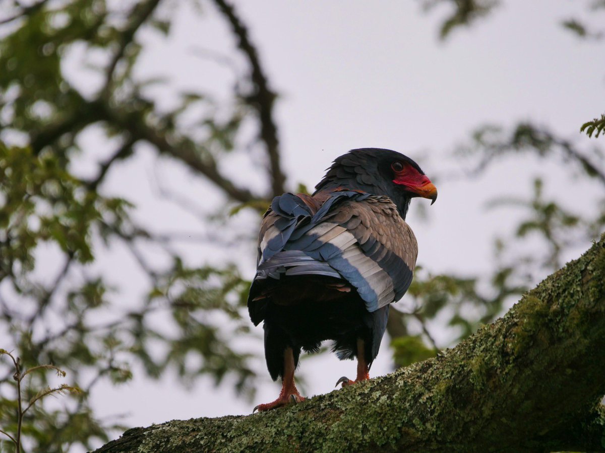 Akagera National Park tweet media