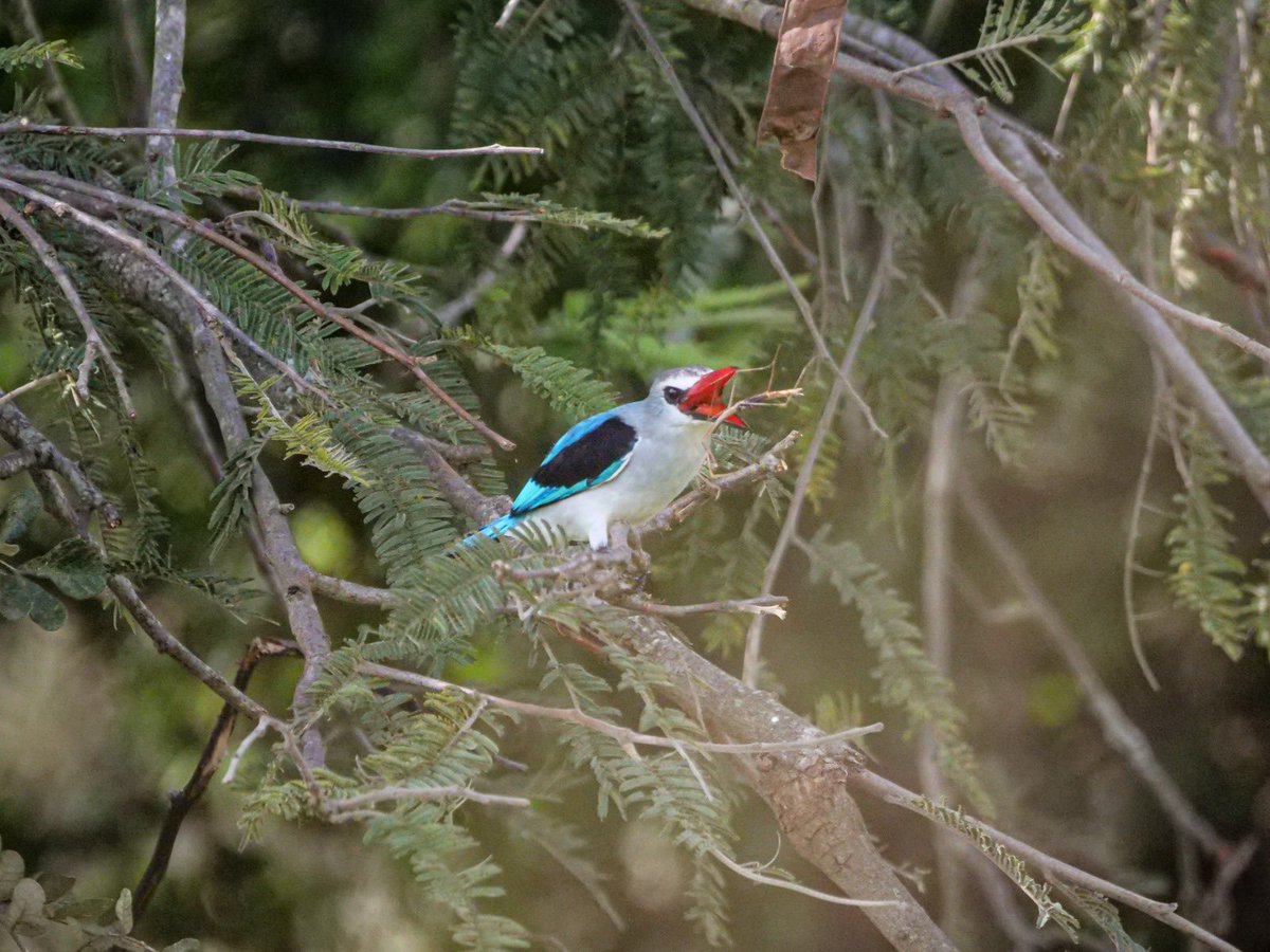 Akagera National Park tweet media