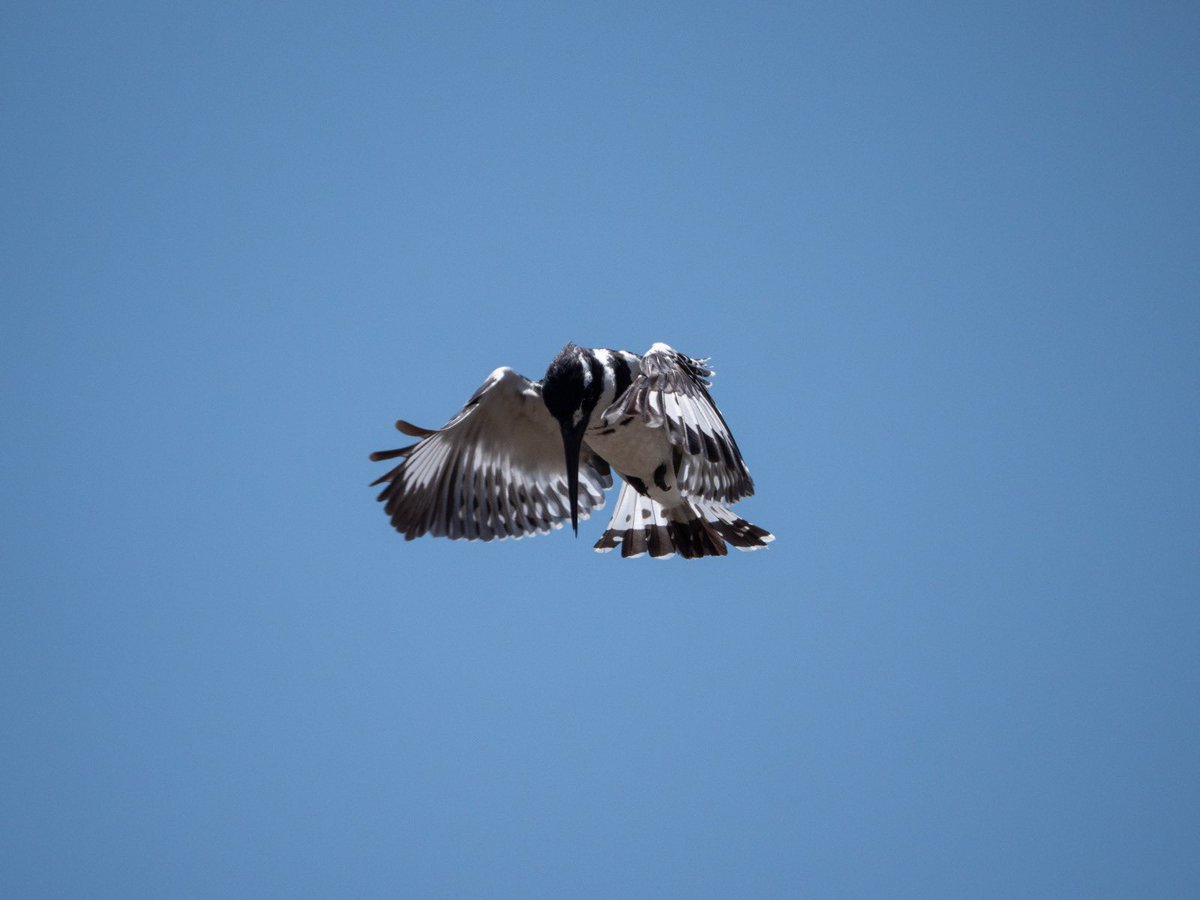 Akagera National Park tweet media
