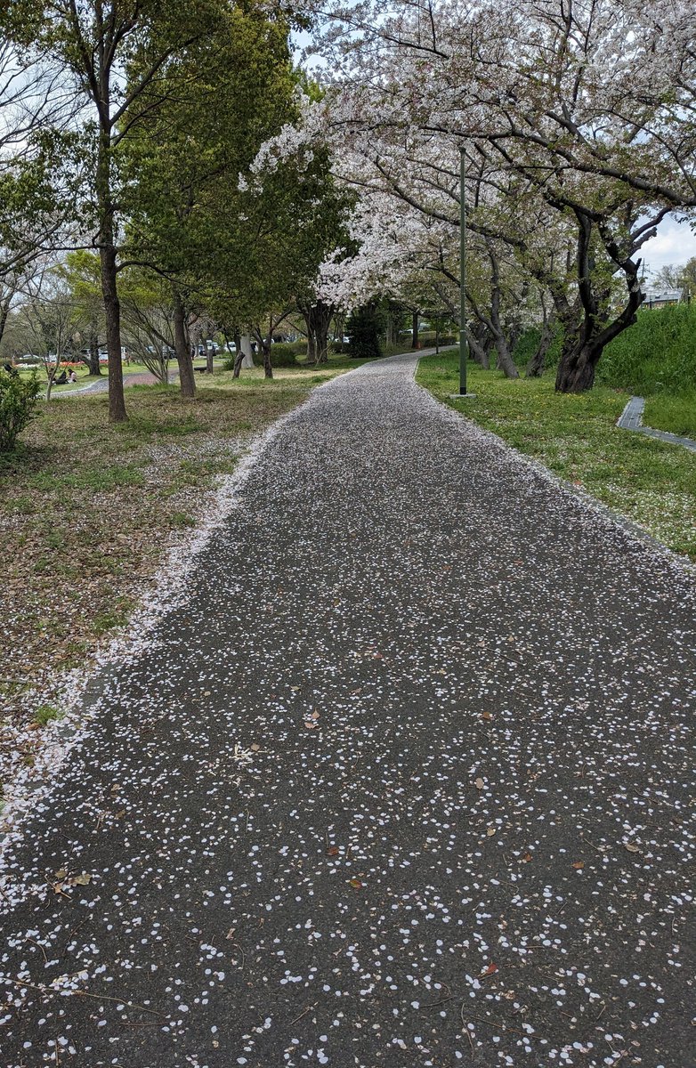 chacoonmymind's tweet photo. 少し前の画像になってしまいますが、
桜の花びらの絨毯は本当に癒されました。さくらロード🌸
ねこちゃんはあさり？何かこういう貝いますよね？こんな寝姿が多いです
保護猫ちゃんなので正確なお誕生日も年齢もわかりませんが、わたしと落ちあってから12年ほど経ちました。愛しています✨ https://t.co/zK8HNigxjz