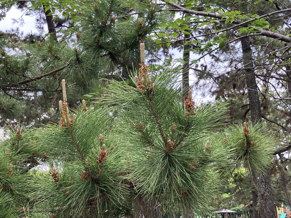 chiku2_jp's tweet photo. 定期的なピクニックで、深呼吸🌿
なんてことないお弁当が、ご馳走になる。

今日もお疲れさまでした💫 https://t.co/90GAygHDbQ