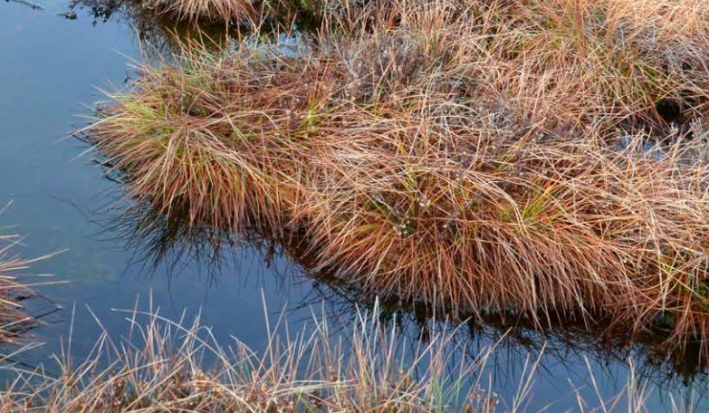 MoorlandAssoc's tweet photo. 📊 Who actually decides what “good” moorland looks like? And why are those decisions happening behind closed doors?

Natural England’s definition of 'Favourable Conservation Status' for blanket bog isn't just an academic exercise. It dictates how moors are assessed, shapes millions in public funding, and impacts the livelihoods of farmers and land managers.

Yet, when we asked for the underlying evidence and quality-assurance records that shaped this critical policy, the audit trail was missing.

When taxpayer money and Defra policy are involved, transparency is non-negotiable.
📉 Policy must be evidence-led, not assumption-based.
📑 Major public documents guiding land management must withstand public scrutiny.
🌿 The governance process cannot be reduced to a few short sign-off emails.

We fully support ambitious nature recovery, but it must be rooted in openness. Decisions that affect biodiversity, carbon storage, wildfire risk, and rural communities require a complete, transparent audit trail. The countryside deserves nothing less. 

Read more on our website.