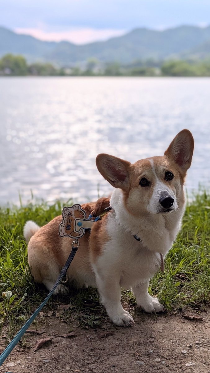 がっくんさん 夕散歩はかぁしゃんとだから ゆっくり歩いてだワン 風強かったワン🐶