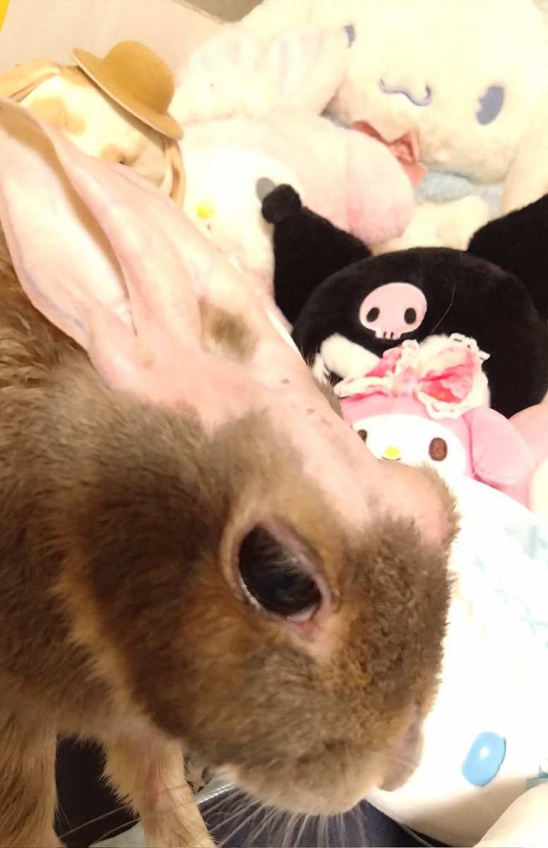 うさぎ